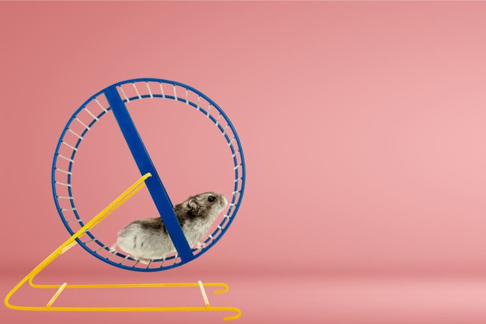O hamster e a roda de correr 1 1f42d 36c8ea e809da48c77246c9a75dc0d356f39d84mv2
