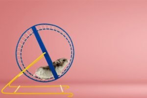 Saia do empate, já! 1 O hamster e a roda