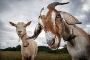 Cadê a cabra que nos acalma? 1 shutterstock 794370853 Linas T min
