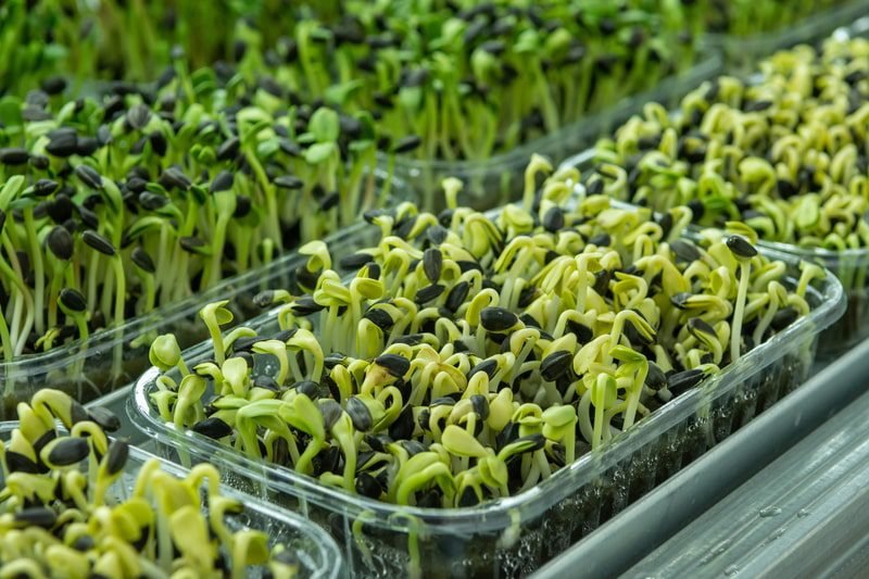 Gratuidades por Região 6 dreamstime s 243602050 svetiana akifyeva min