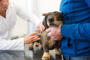 Vacinação e castração de animais domésticos