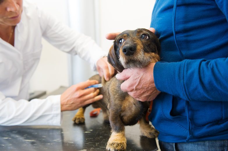 Vacinação e castração de animais domésticos