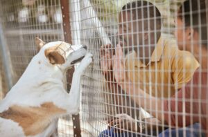 Adoção de Animais em Caruaru PE