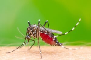 Os Impactos Econômicos da Dengue no Brasil 1 dreamstime s 90856079 sorapong pajongsaowapak min