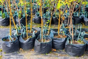 Desconto no IPTU Sustentável em Araçatuba - SP 22 Doação de mudas de árvores