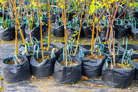 Doação de mudas de árvores