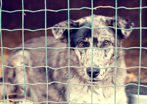 Adoção de Animais no RJ