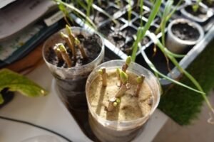 Oficina Verde em Mauá - SP 1 Oficina Verde