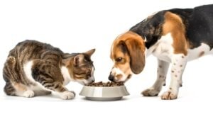 Projetos Esportivos para Jovens em Ferraz de Vasconcelos-SP 3 Troca de tampinhas plásticas por ração