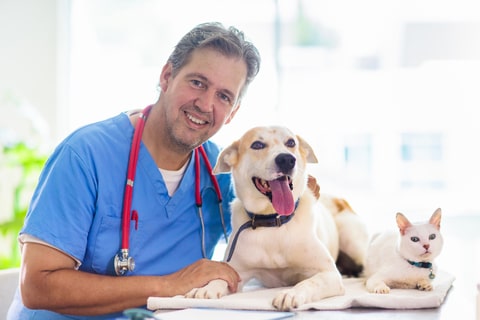 Castração Gratuita de Cães e Gatos em Ji-Paraná Castração de Cães e Gatos