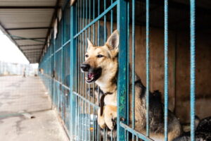 Recolhimento de Animais em Sorriso