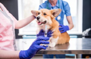 Vacinação Antirrábica em São Vicente