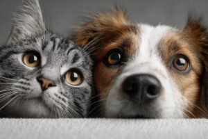 Adoção de Cães e Gatos em São José do Rio Preto