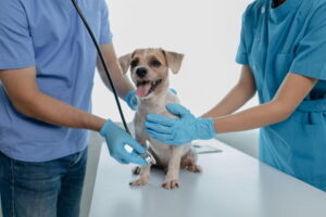 Hospital Veterinário Público de Taubaté