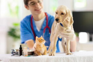 Castração de cães e gatos em Novo Hamburgo