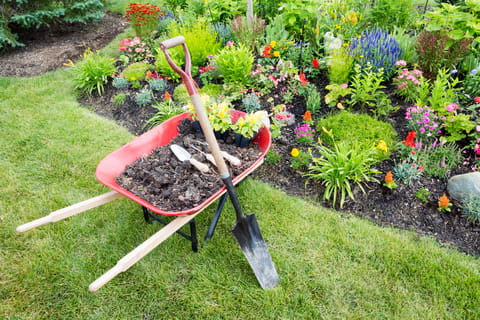 Solicitar doação de mudas de plantas