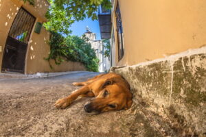 denúncia de maus-tratos contra animais