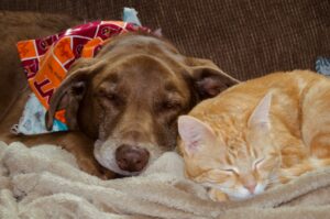 Castração de Cães e gatos