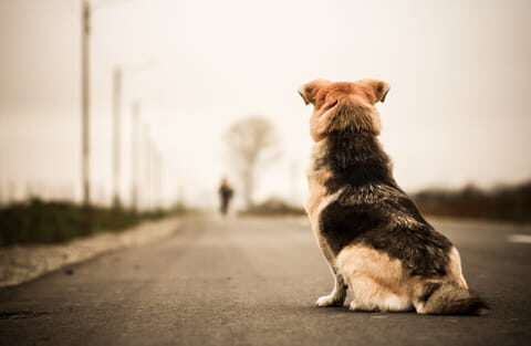 Denúncias de Maus-tratos ou abandono de animais