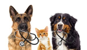 Atendimento Veterinário